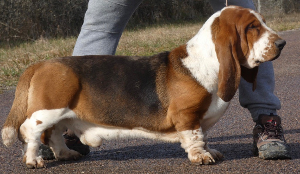 Les Basset Hound de l'affixe Du Domaine De Loumatpau