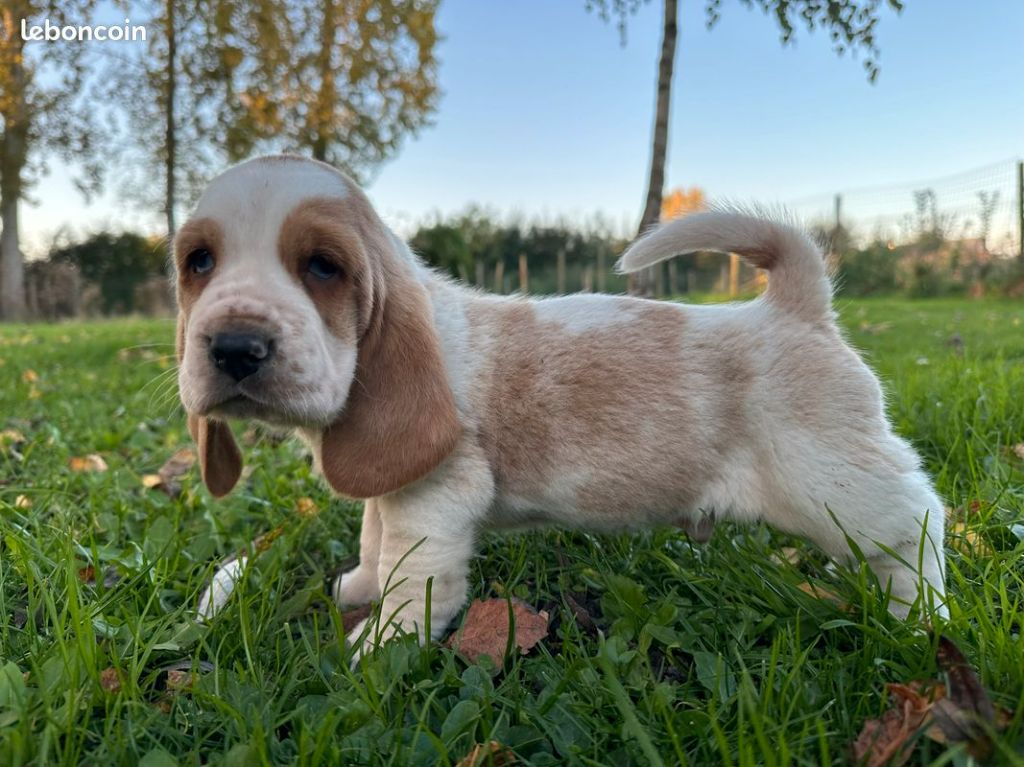 Du Domaine De Loumatpau - Chiot disponible  - Basset Hound