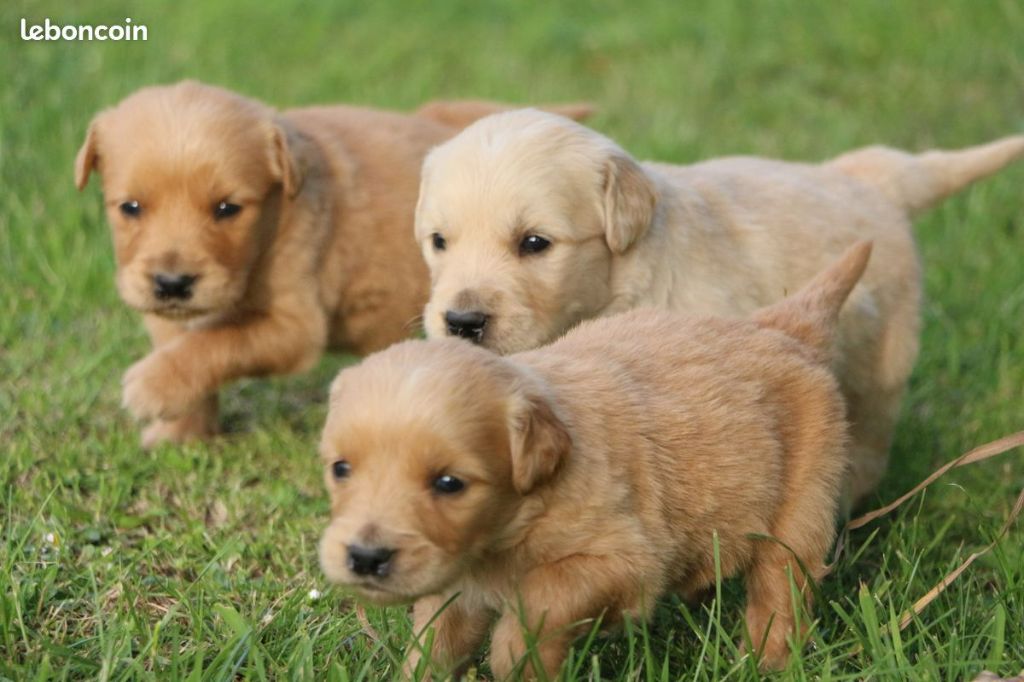 Du Domaine De Loumatpau - Chiot disponible  - Golden Retriever