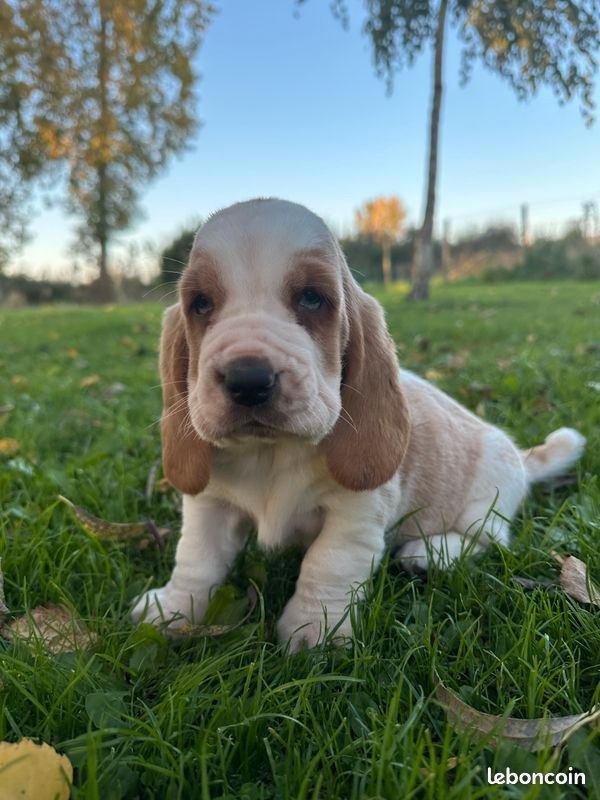 Du Domaine De Loumatpau - Chiot disponible  - Basset Hound