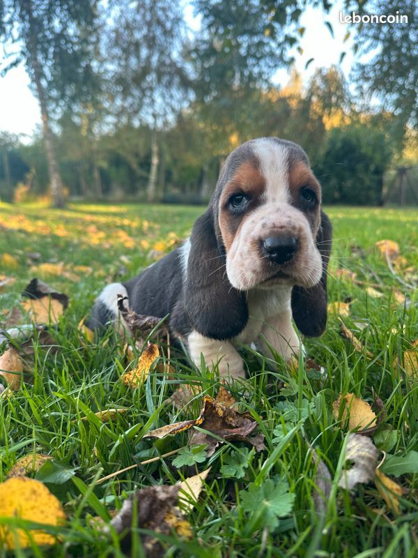 Du Domaine De Loumatpau - Chiot disponible  - Basset Hound