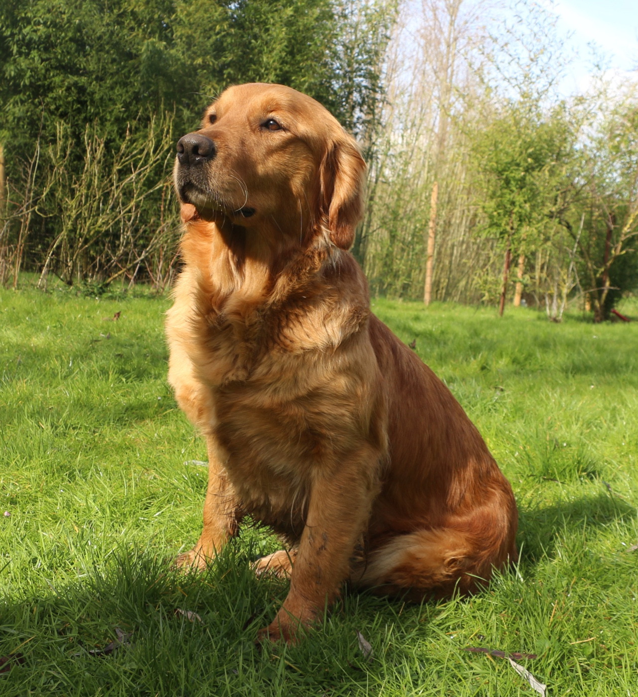 Sallie du vieux tilleul de Boistillet