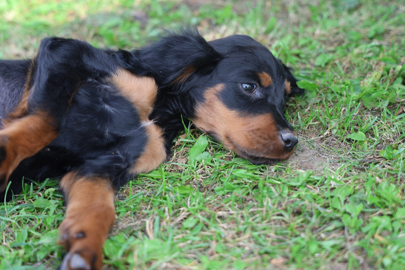 Nos Chiots