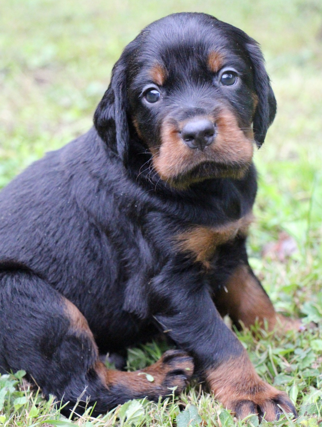 Du Domaine De Loumatpau - Chiots disponibles - Setter Gordon