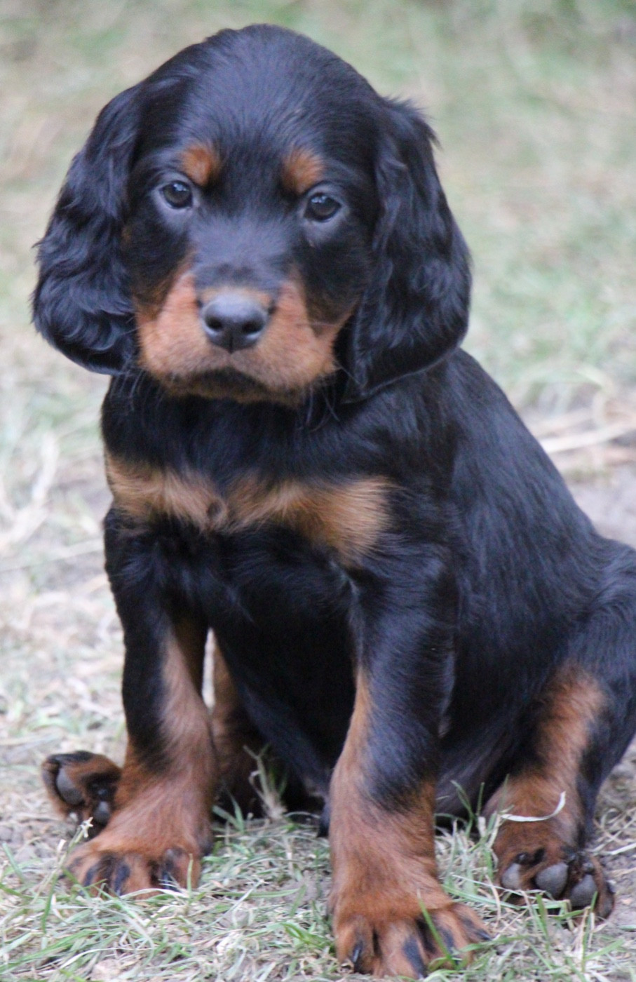 Du Domaine De Loumatpau - Chiots disponibles - Setter Gordon