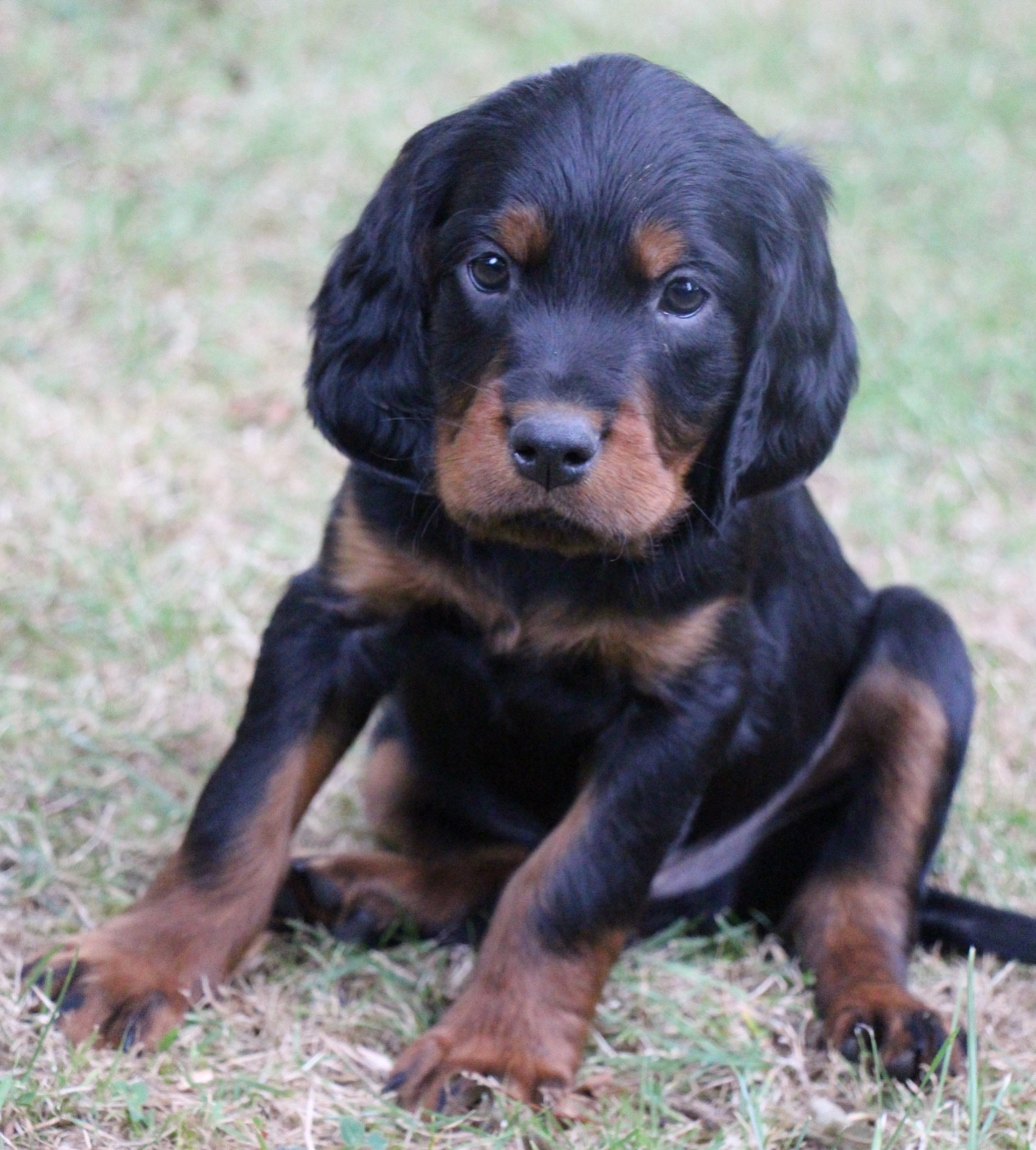 Du Domaine De Loumatpau - Chiots disponibles - Setter Gordon