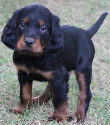 Chiot N°3