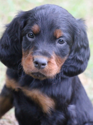 Chiot N°5