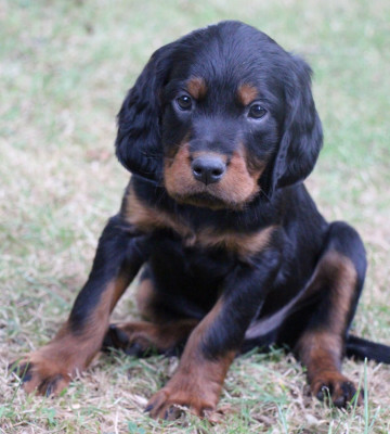 Chiot N°6